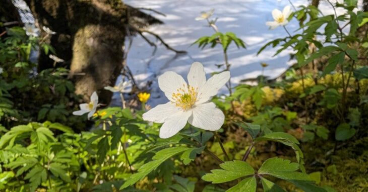 An Nead Choille Anemone nemorosa