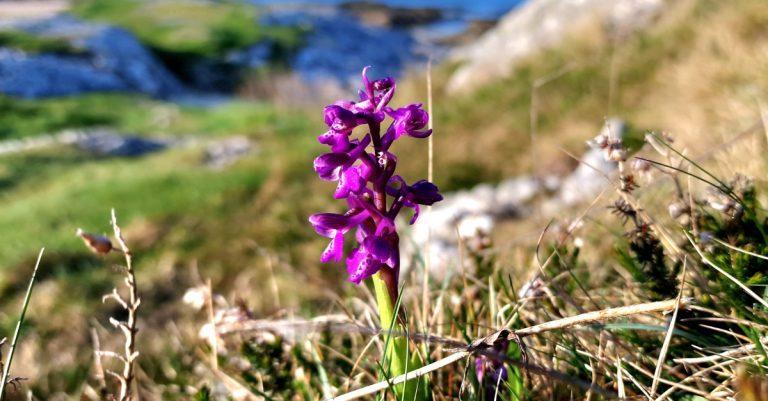  An Magairlín Féitheach Anacamptis morio