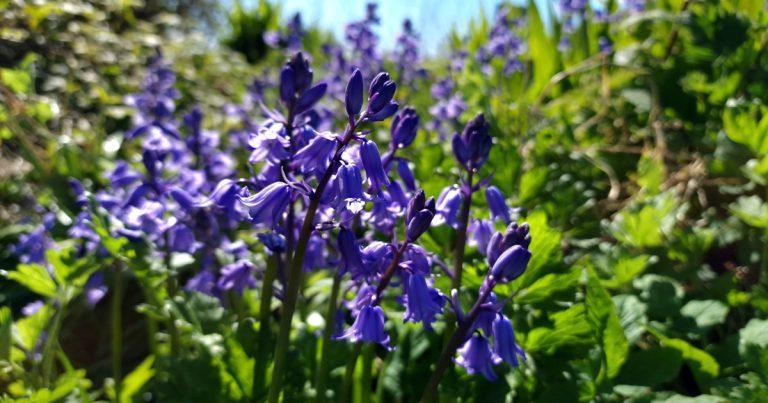  Na Coinnle Cora Hibrideacha Hyacinthoides x massartiana