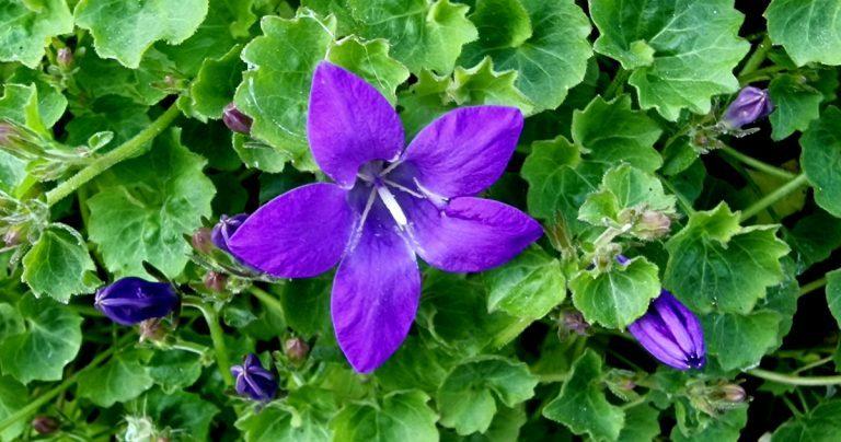  Scornlus Aidria Campanula portenschlagiana
