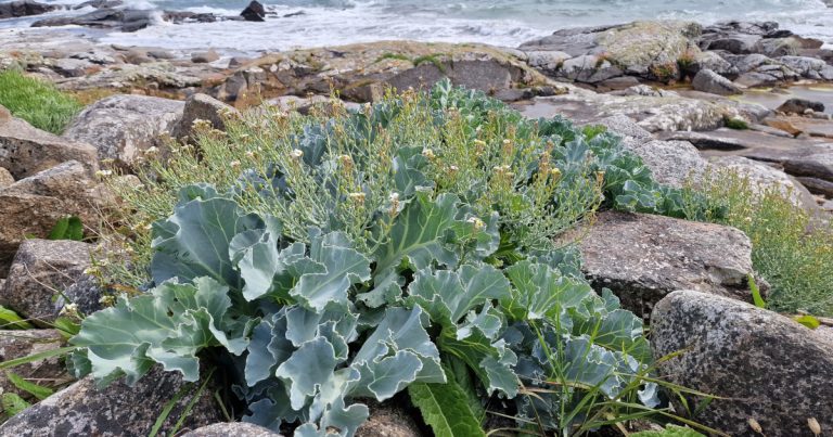  An Phraiseach Thrá Crambe maritima