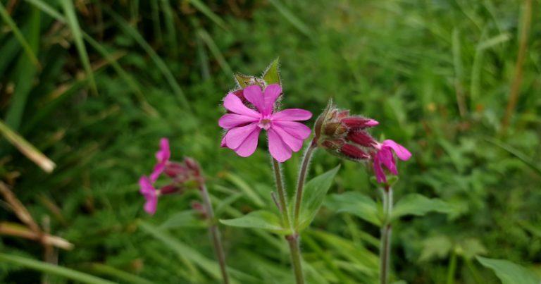  An Coireán Coilleach Silene dioica