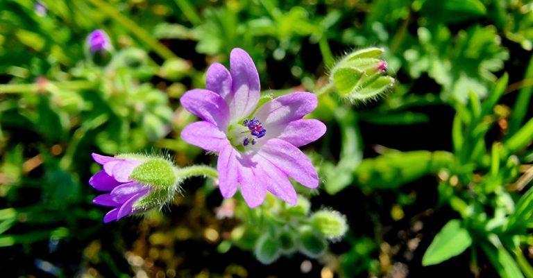  An Crobh Bog Geranium molle
