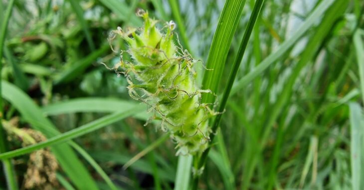  An Chíb Ghiobach Carex hirta