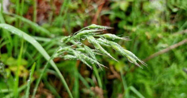  An Brómas Bog Bromus hordeaceus