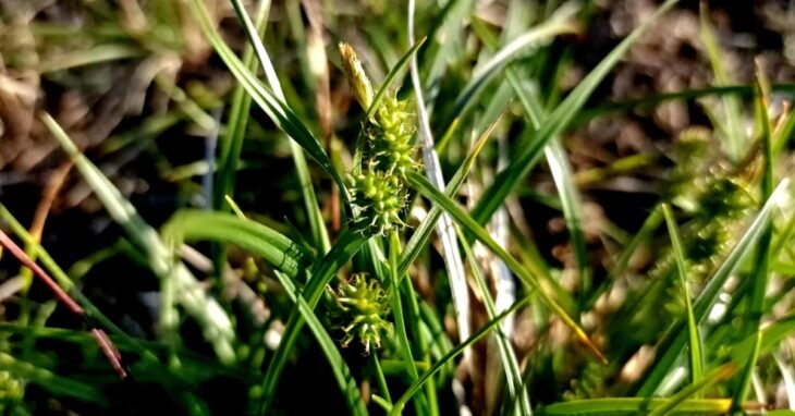  An Chíb Bhuí Mhóna Carex demissa