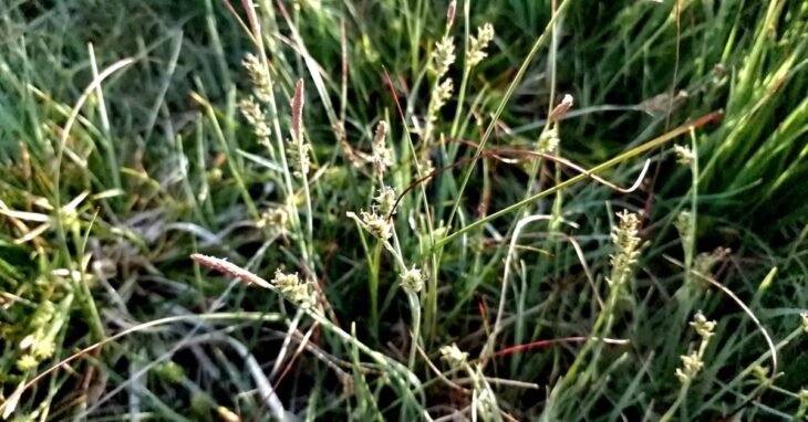  An Chíb Chruithneachta Carex panicea