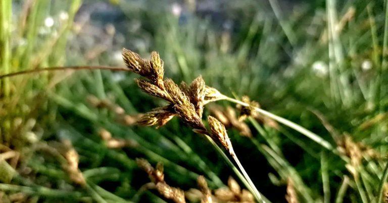  An Chíb Mhaol Carex leporina