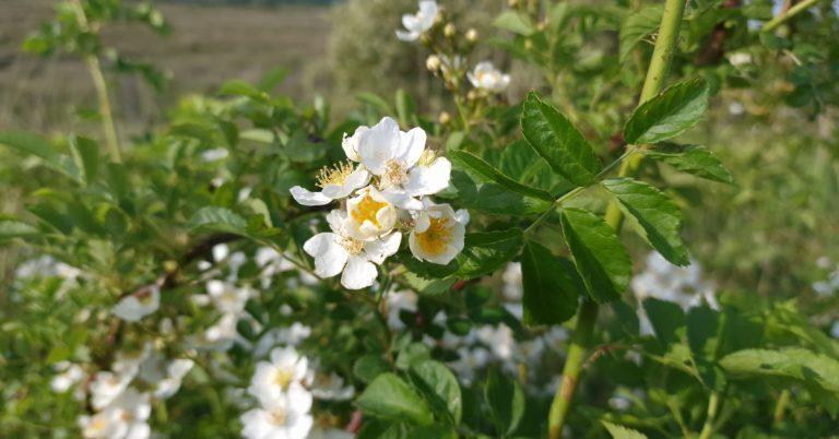 Rosa multiflora