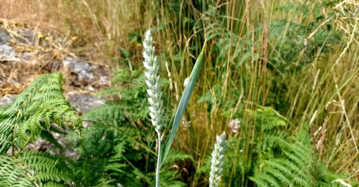  Cruithneacht Triticum aestivum