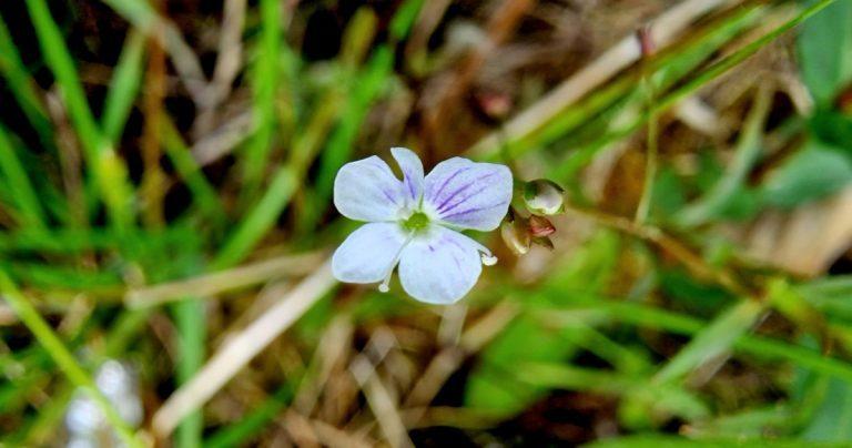  An Lus Cré Corraigh Veronica scutellata