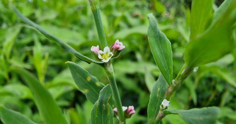  An Ghlúineach Bheag Polygonum aviculare