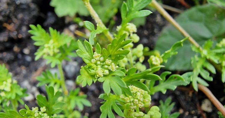  An Chladhthach Mhín Lepidium didymum