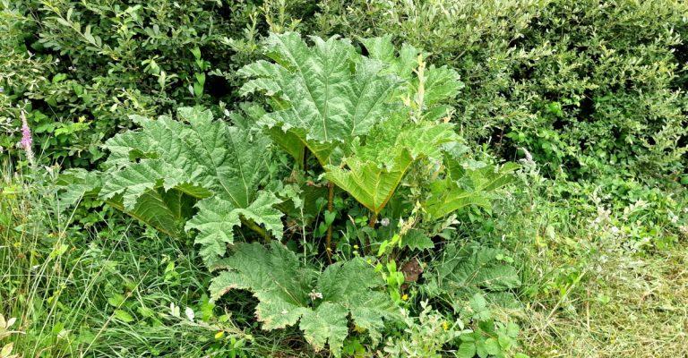  An Gunnaire Gunnera tinctoria