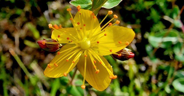  An Beathnua Baineann Hypericum pulchrum
