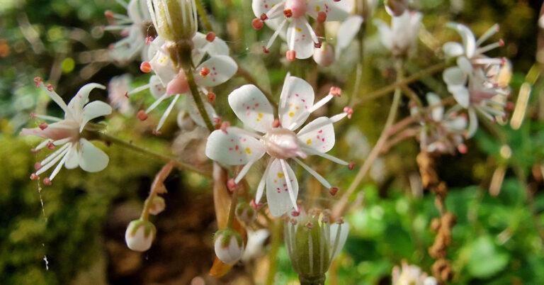  Cabáiste an Mhadra Rua Saxifraga spathularis
