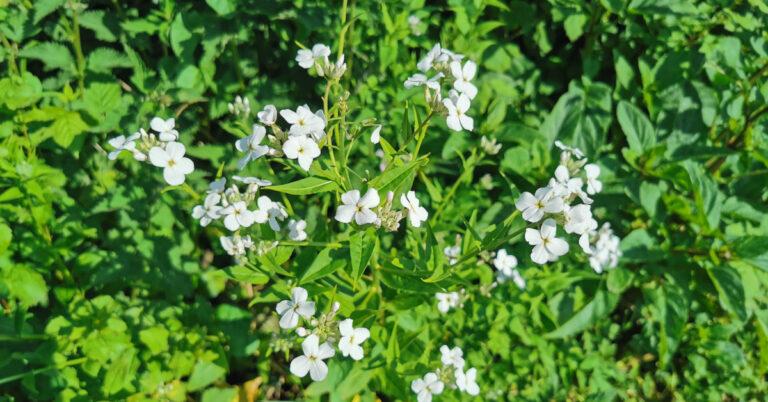  An Feascarlus Hesperis matronalis