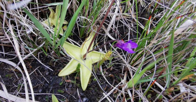  An Bodán Meascáin Pinguicula vulgaris