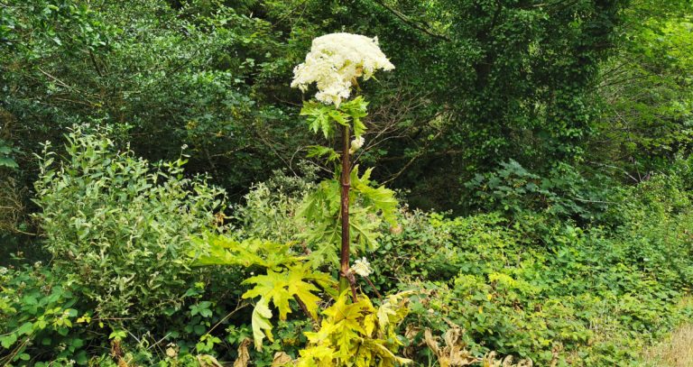  An Feabhrán Capaill Heracleum mantegazzianum