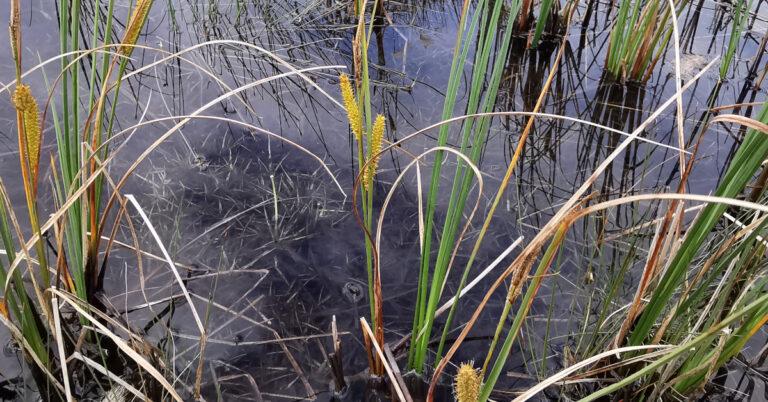 An Chíb Ghobach Carex rostrata