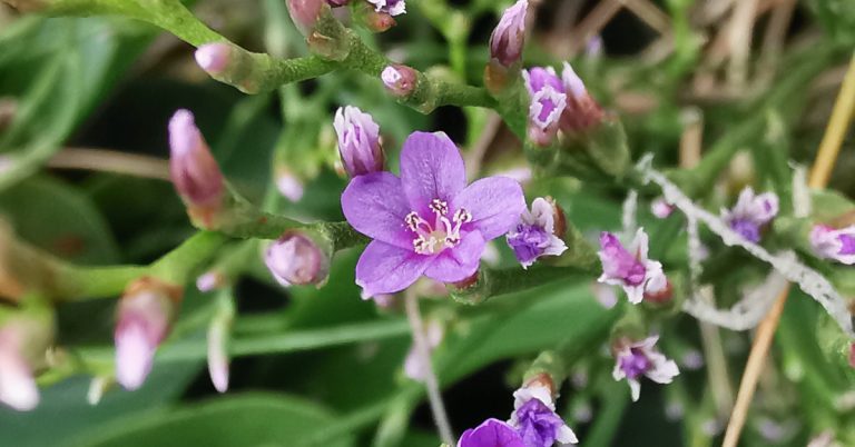  Lus Liath na Mara Limonium humile
