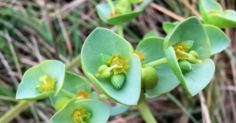  An Bainne Léana Euphorbia paralias