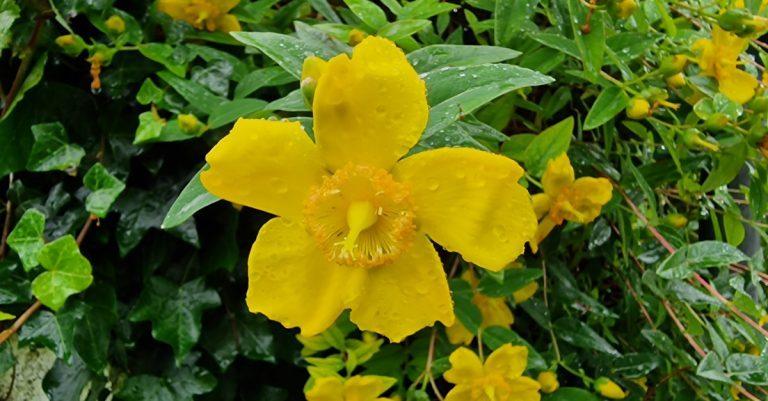  Beathnua ‘Hidcote’* Hypericum x hidcoteense