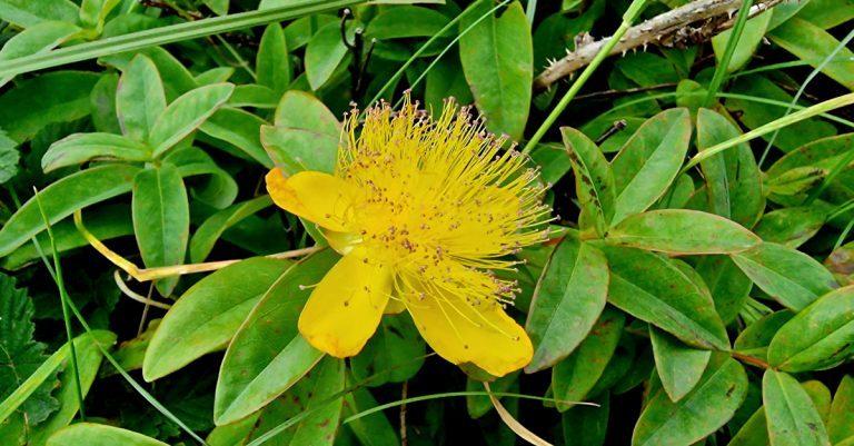  Lus Buí Mhanannáin Hypericum calycinum