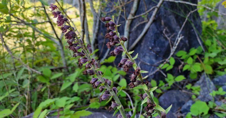  An Cuaichín Dearg Epipactis atrorubens