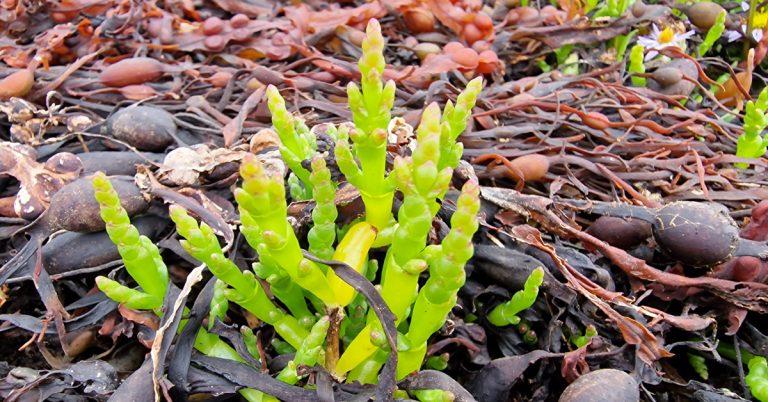  Lus na Gloine Salicornia spp.