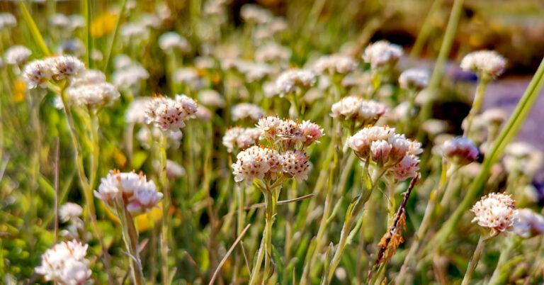  An Catluibh Antennaria dioica