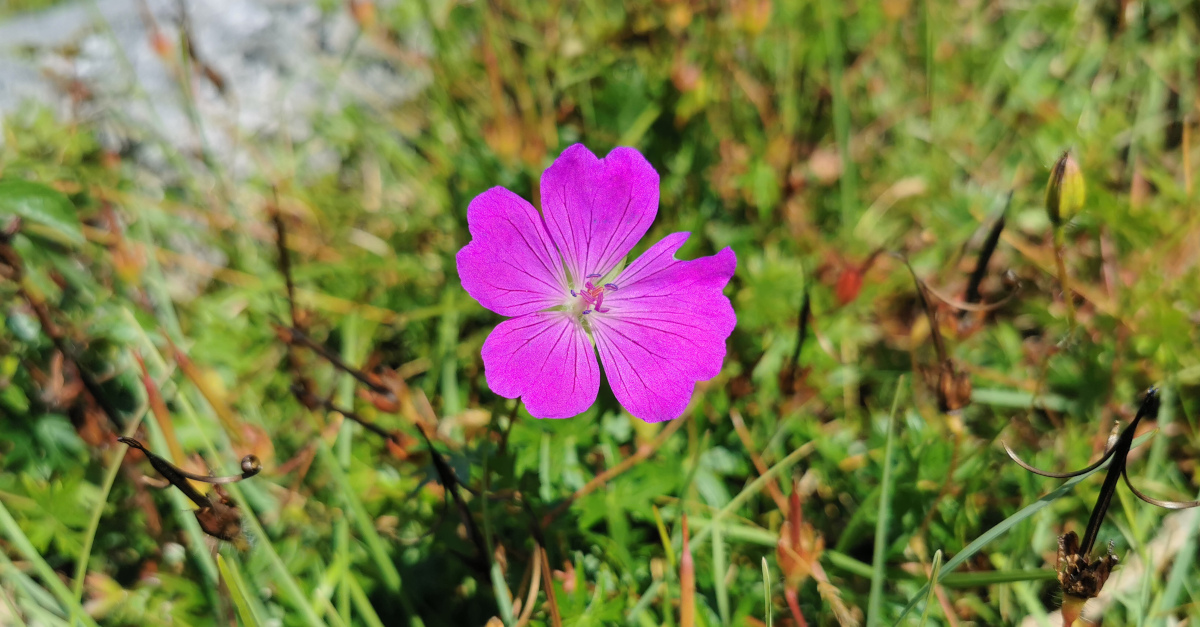 You are currently viewing An Crobh Dearg*