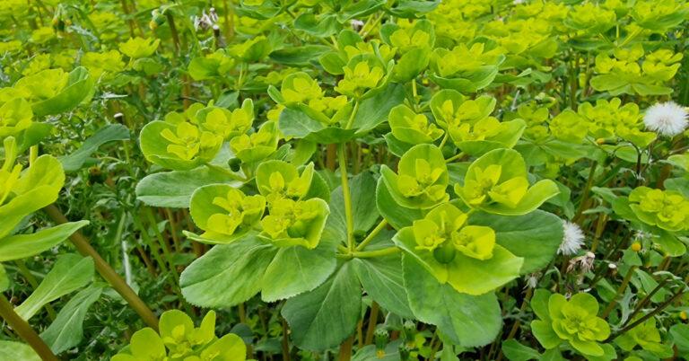  Lus na bhFaithní Euphorbia helioscopia