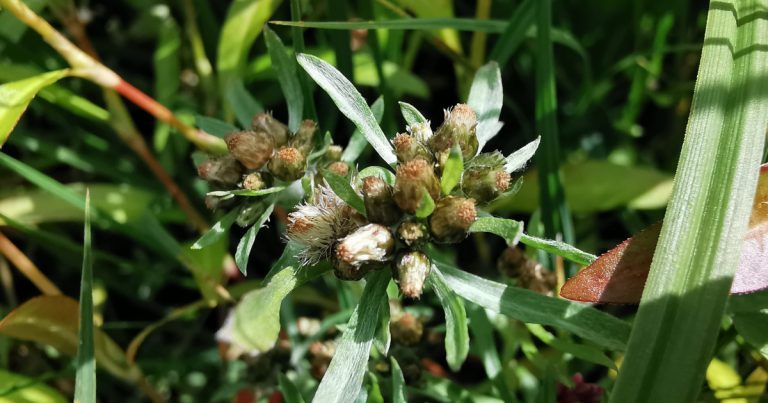  An Gnamhlus Corraigh Gnaphalium uliginosum