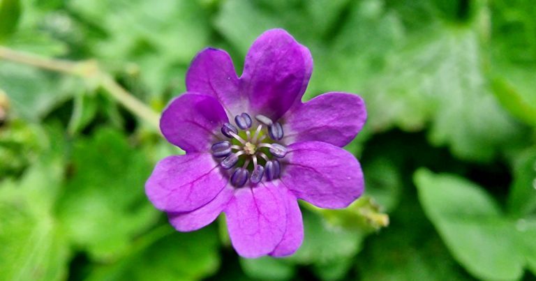  Crobh na bhFál Geranium pyrenaicum