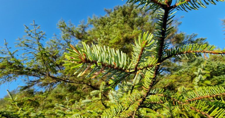  An Sprús Sitceach Picea sitchensis