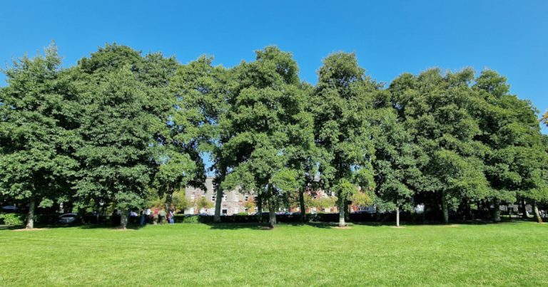  An Fhearnóg Iodálach Alnus cordata