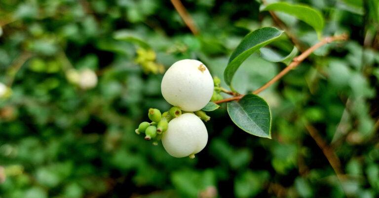  Póirín Sneachta Symphoricarpos albus