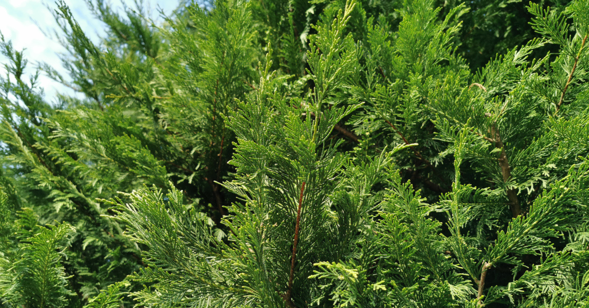 You are currently viewing  Cufróg Leyland <br><span style='font-size:16px;'>Cupressus x leylandii</span>