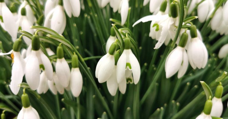  An Plúirín Sneachta Galanthus nivalis