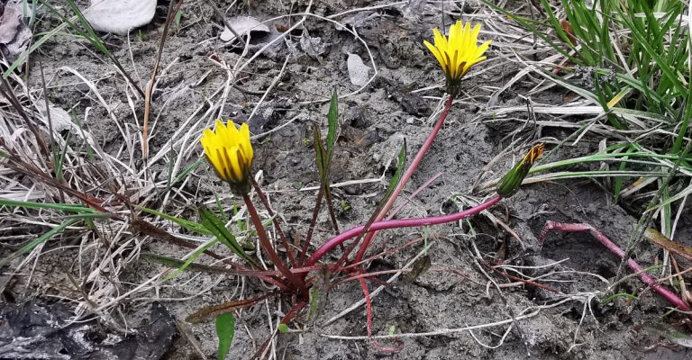  An Caisearbhán Corraigh Taraxacum palustre