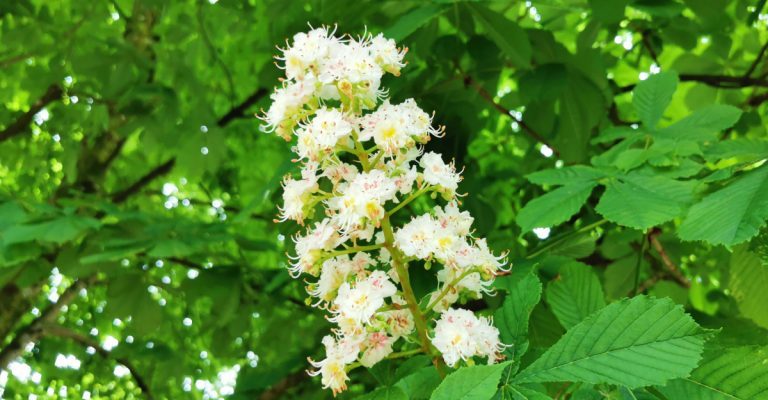  An Crann Cnó Capaill Aesculus hippocastanum