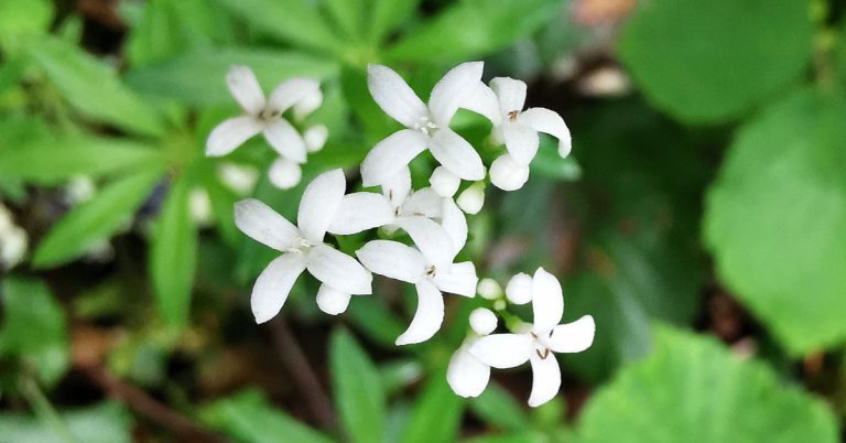  An Lus Moileas Galium odoratum