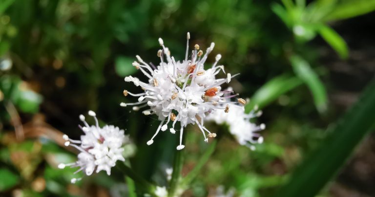  An Bodán Coille Sanicula europaea