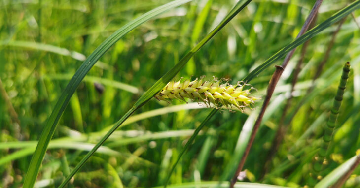  An Chíb Bhoilgneach Carex vesicaria