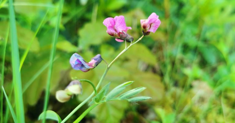  Na Corra Meille Lathyrus linifolius