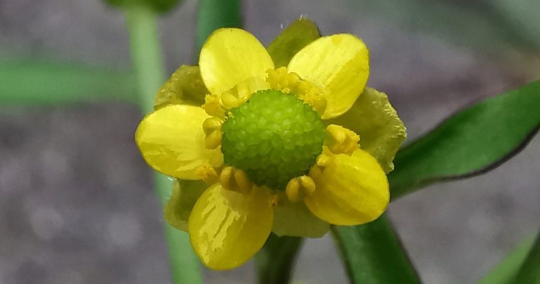 An Toircheas Fiáin