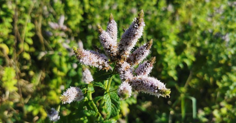  An Chartlainn Gharraí Mentha spicata