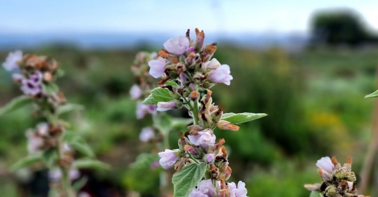  An Leamhach Althaea officinalis