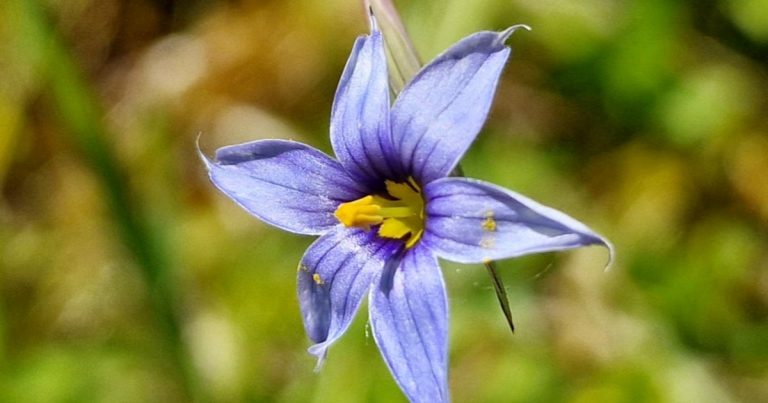  An Feilistrín Gorm Sisyrinchium bermudiana